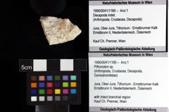 Foto (Objket + Etiketten) von Pithonoton sp. 